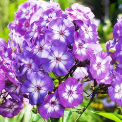Floks (Phlox) - Płomyk wiechowaty - Laura - 1 kłącze