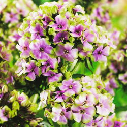 Floks (Phlox) - Płomyk wiechowaty - Sherbet Blend - 1 kłącze