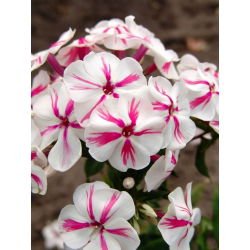 Floks (Phlox) - Płomyk wiechowaty - Twister - 1 kłącze
