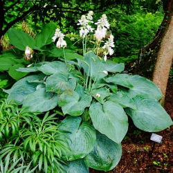 Funkia - Hosta Big Daddy - 1 kłącze