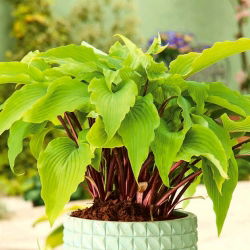 Funkia - Hosta Gooseberry Sundea - 1 kłącze