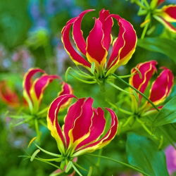 Gloriosa - Glorioza - 1 cebulka