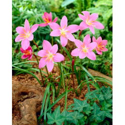 Habranthus robustus - 10 cebulek