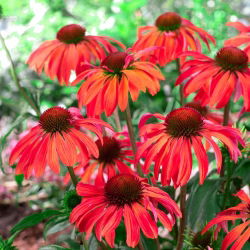 Echinacea - Jeżówka czerwona - Red Magnus - 1 kłącze