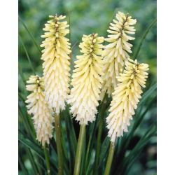 Kniphofia - Trytoma biała - 1 kłącze