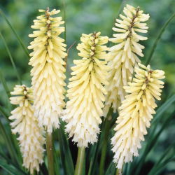 Kniphofia - Trytoma biała - 1 kłącze
