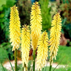 Kniphofia Percy's Pride - 1 kłącze