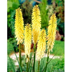 Kniphofia Percy's Pride - 1 kłącze