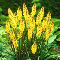 Kniphofia - Trytoma Minister Verschuur - 1 kłącze