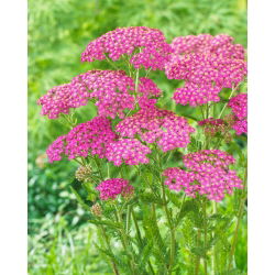 Krwawnik pospolity - Lilac Beauty - fioletowy