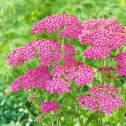 Krwawnik pospolity - Lilac Beauty - fioletowy