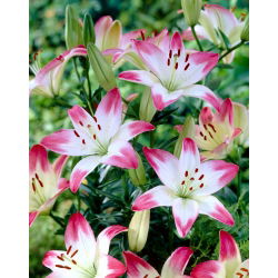 Lilia - Pink & White
