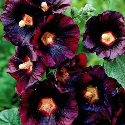 Malwa czarna - Alcea Nigra - 1 szt.