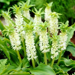 Lilia ananasowa - Eukomis jesienna - 2 cebule