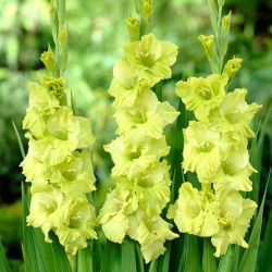 Gladiolus - Mieczyk Green Star - 5 cebulek