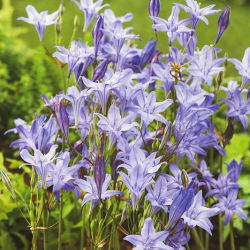 Hiacynt kalifornijski, Brodiaea - Queen Fabiola - 10 szt.