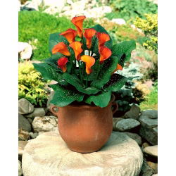 Calla Mango