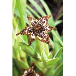 Pajęcza lilia, Ferraria crispa