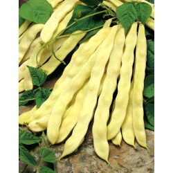 Fasola Goldmarie - szparagowa typu Mamut - 100 gram - 300 nasion