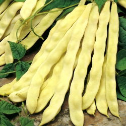 Fasola Goldmarie - szparagowa typu Mamut - 100 gram - 300 nasion