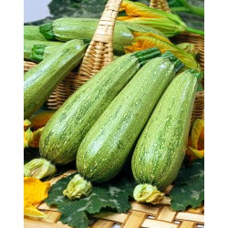 Cukinia Nimba - 100 gram - 600 nasion