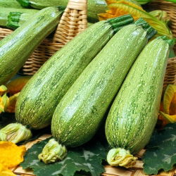 Cukinia Nimba - 100 gram - 600 nasion