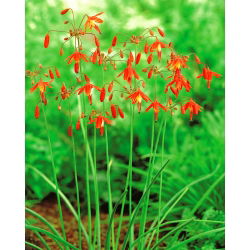 Bessera elegans - 5 cebulek