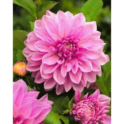 Dalia Lavender Perfection - ogromne kwiaty - 1 karpa