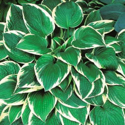 Hosta - Funkia Fortunei Francee - 1 kłącze