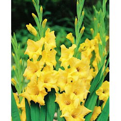 Gladiolus - Mieczyk Nova Lux - 5 cebulek