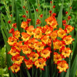 Gladiolus - Mieczyk Princess Margaret Rose - 5 cebulek