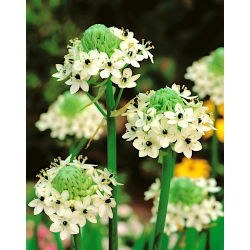 Śniedek Saundersa - Ornithogalum saundersiae - 1 cebula