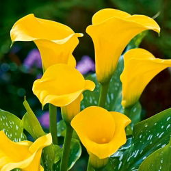 Zantedeschia, Calla – Kalla, Kalia Żółta - 1 cebula