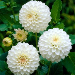 Dalia pomponowa - White Aster