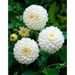 Dalia pomponowa - White Aster