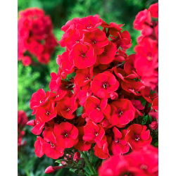 Floks (Phlox) - Płomyk wiechowaty czerwony - 1 kłącze