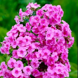 Floks (Phlox) - Płomyk wiechowaty różowy - 1 kłącze