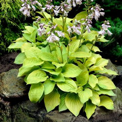 Funkia - Hosta August Moon - 1 kłącze