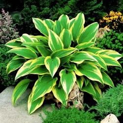 Hosta - Funkia Aureomarginata - 1 kłącze