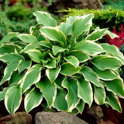 Funkia - Hosta Carol - 1 kłącze