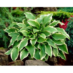 Funkia - Hosta Carol - 1 kłącze