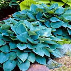 Hosta - Funkia Halcyon - 1 kłącze