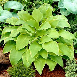Hosta - Funkia Lakeside Cha Cha - 1 kłącze