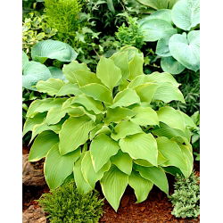 Hosta - Funkia Lakeside Cha Cha - 1 kłącze
