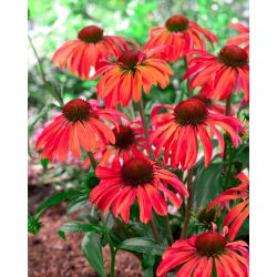 Echinacea - Jeżówka czerwona - Red Magnus - 1 kłącze
