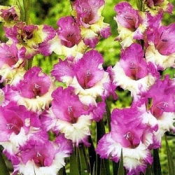 Gladiolus - Mieczyk Maggie - 5 cebulek