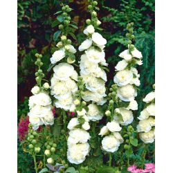 Malwa biała - White - 1 kłącze