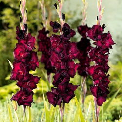Gladiolus - Mieczyk Black Star - 5 cebulek
