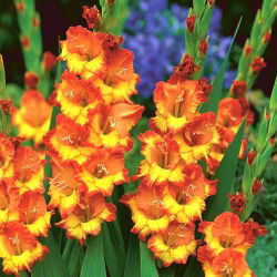 Gladiolus - Mieczyk Sunshine - 5 cebulek