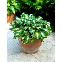 Hosta - Funkia Mediovariegata - 1 kłącze